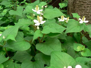 跡見群芳譜(野草譜 ドクダミ)